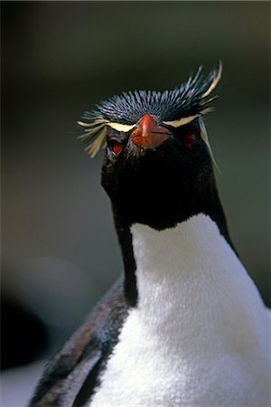 Closeup of Rockhopper Penguin in rocks Falkland Islands Summer Foto de stock - Con derechos protegidos, Código: 854-03538470
