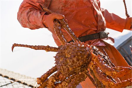 Crab fisherman carries a Brown Crab to the hold of the F/V Morgan Anne during the commercial Brown Crab fishing season in Icy Straight in Southeast Alaska Stock Photo - Rights-Managed, Code: 854-03538506