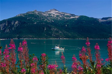 simsearch:400-05020089,k - Bateau de pêche commerciale au filet maillant se nourrit sur le net dans l'inlet près de Haines w/épilobe en épi été Alaska du sud-est Photographie de stock - Rights-Managed, Code: 854-03538507