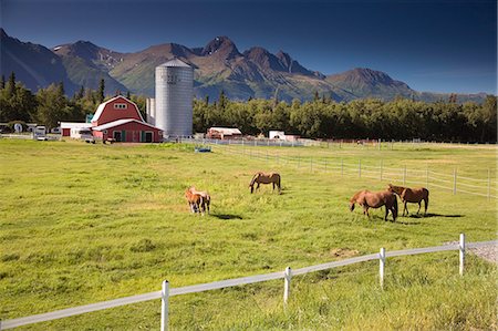 puledrino - Horses & trainers in pasture w/old Colony barn & farm below Chugach Mountains Mat-Su Valley Alaska Summer Fotografie stock - Rights-Managed, Codice: 854-03538534