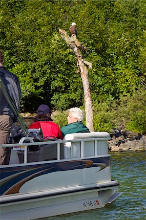 ponton - Guests of Redoubt Bay Lodge view Bald Eagle perched on a tree from pontoon boat in Wolverine Cove on Big River Lakes in   Redoubt Bay State Critical Habitat Area, Southcentral, Alaska Foto de stock - Con derechos protegidos, Código: 854-03538540