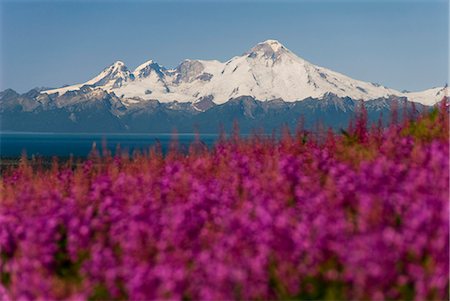 simsearch:854-03537981,k - Scenic view of Mt. Iliamna with Fireweed in the foreground as seen across Cook Inlet from the Kenai Peninsula near Nikolaevsk in southcentral Alaska Stock Photo - Rights-Managed, Code: 854-03539148