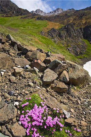 Scenic view of Moss Campion wildflowers growing above Root Glacier in Wrangell-St.Elias National Park, Alaska Fotografie stock - Rights-Managed, Codice: 854-03539204