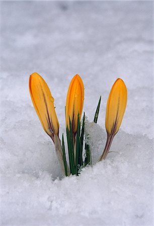 reaching for leaves - Closeup of Crocus blooms pushing through spring snow Juneau Southeast Alaska Stock Photo - Rights-Managed, Code: 854-03539202