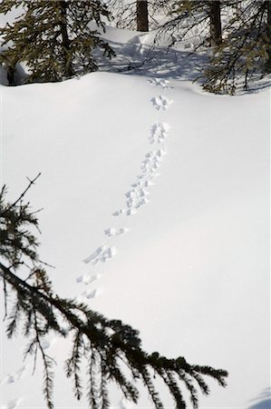 simsearch:854-03539096,k - Animal tracks in Denali National Park Wonder Lake area Alaska Fotografie stock - Rights-Managed, Codice: 854-03539322