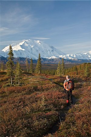 simsearch:854-03539096,k - Man hikes through the taiga near Wonder Lake with Mt. McKinley in the background in Denali National Park, Alaska Fotografie stock - Rights-Managed, Codice: 854-03539429