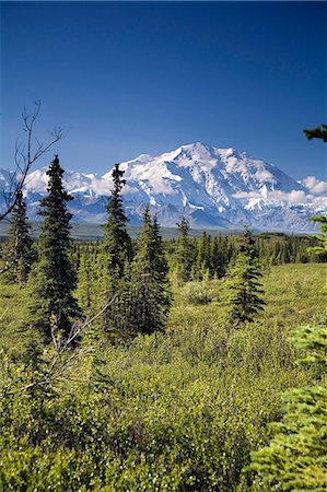 simsearch:854-03539455,k - Mt McKinley et la chaîne de l'Alaska, vu de l'intérieur du Parc National Denali en Alaska l'été Photographie de stock - Rights-Managed, Code: 854-03539439