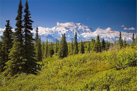simsearch:854-03539455,k - Mt McKinley et la chaîne de l'Alaska, vu de l'intérieur du Parc National Denali en Alaska l'été Photographie de stock - Rights-Managed, Code: 854-03539441