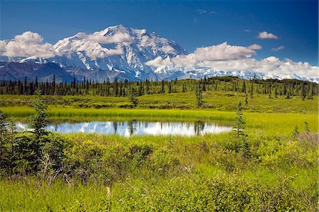 simsearch:854-03539455,k - Mt.McKinley et la chaîne de l'Alaska avec étang de kettle au premier plan, vu de l'intérieur du Parc National Denali en Alaska l'été Photographie de stock - Rights-Managed, Code: 854-03539442