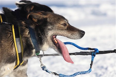 dogsled team - Close up of musher Gerry Willomitzer's dogs running on Long Lake during the 2010 Iditarod restart in Willow, Southcentral Alaska, Winter/n Stock Photo - Rights-Managed, Code: 854-03645816