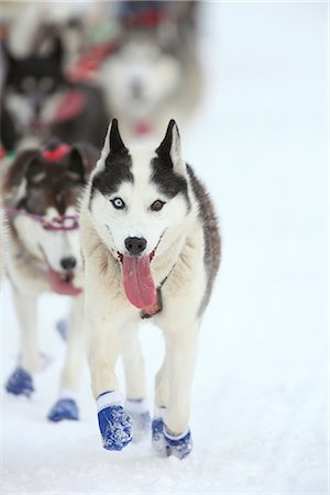 starting ceremony - Musher Blake Freking's lead dog near UAA during the 2010 ceremonial Iditarod start in Anchorage, Southcentral Alaska, Winter/n Foto de stock - Con derechos protegidos, Código: 854-03645817