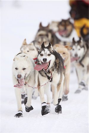 Musher Mitch Seavey's dog team running near UAA during the 2010 ceremonial Iditarod start in Anchroage, Southcentral Alaska, Winter/n Foto de stock - Con derechos protegidos, Código: 854-03645819