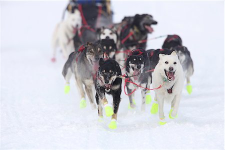 dogsled - Musher Pat Moon's team running on Long Lake during the 2010 Iditarod restart in Willow, Southcentral Alaska, Winter/n Stock Photo - Rights-Managed, Code: 854-03645812