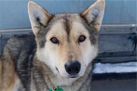 simsearch:400-03944669,k - Bouchent la vue d'un chien de traîneau qui attendent d'être mises à profit pour le Centre-Sud 2010 Iditarod Sled Dog Race, saule, en Alaska, hiver Photographie de stock - Rights-Managed, Code: 854-03645821