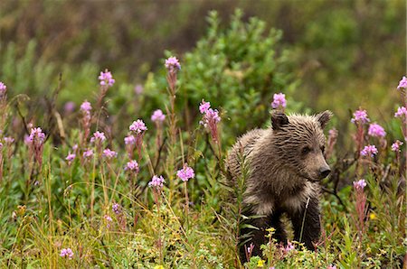 floral - Young brown bear cub walks among blooming fireweed in the rain, Sable Pass, Denali National Park and Preserve, Interior Alaska, Summer Stock Photo - Rights-Managed, Code: 854-03645948