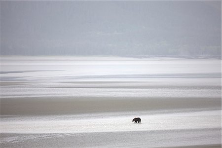 simsearch:854-03646344,k - Brown bear wading in shallow waters and exposed mud flats of Turnagain Arm  at low tide near Bird Point with the Kenai Peninsula in the background, Southcentral Alaska, Summer Stock Photo - Rights-Managed, Code: 854-03645956