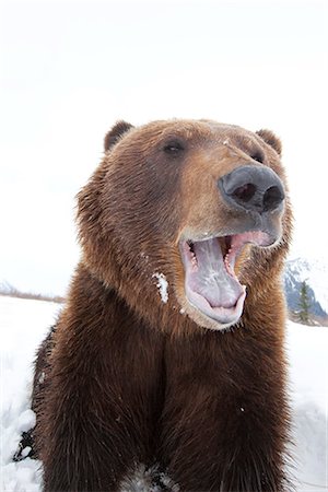 Gros plan d'un ours brun adulte au centre de Conservation de la faune de l'Alaska, Portage, centre-sud de l'Alaska, hiver, CAPTIVE Photographie de stock - Rights-Managed, Code: 854-03645960