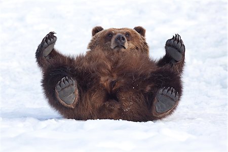 simsearch:879-09100493,k - An adult female Brown bear rolls in the snow and looks towards camera while laying on her back, Alaska Wildlife Conservation Center, Portage, Southcenttral Alaska, Winter, CAPTIVE Foto de stock - Con derechos protegidos, Código: 854-03645961