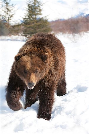 portage - Vue d'un ours brun adulte marchant dans la neige au centre de Conservation de la faune de l'Alaska, Portage, Southcenttral Alaska, hiver, CAPTIVE Photographie de stock - Rights-Managed, Code: 854-03645962
