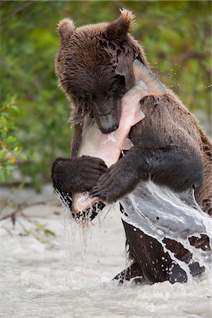 Brown bear catching and eating a large Coho salmon in the Copper River, Chugach National Forest, Southcentral Alaska Stock Photo - Rights-Managed, Code: 854-03645988