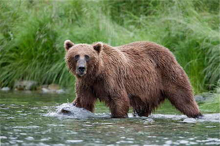 simsearch:879-09100493,k - View of a Brown bear fishing for salmon in a stream near Prince William Sound, Chugach Mountains, Chugach National Forest, Alaska, Southcentral, Summer Foto de stock - Con derechos protegidos, Código: 854-03645983