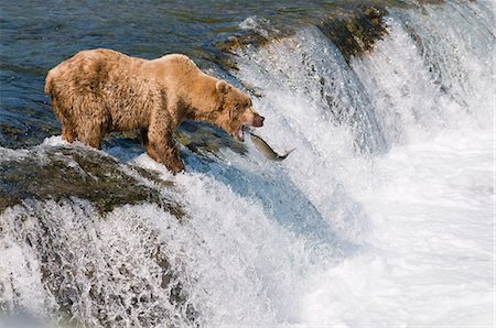 Adult Brown Bear fishing for salmon at top of  Brooks Falls, Katmai National Park, Southwest Alaska, Summer Stock Photo - Rights-Managed, Code: 854-03645998