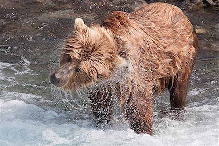Brown Bear shakes dry in Funnel Creek, Katmai National Park, Southwest Alaska, Summer Stock Photo - Rights-Managed, Code: 854-03646005