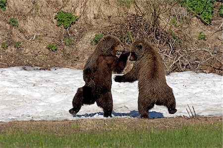 simsearch:879-09100493,k - Two sub adult Brown Bears (Ursus arctos) play fight while standing on their hind legs in a snow patch by Mikfit Creek, McNeil River State Game Sanctuary and Refuge, Southcentral Alaska, Summer Foto de stock - Con derechos protegidos, Código: 854-03646010