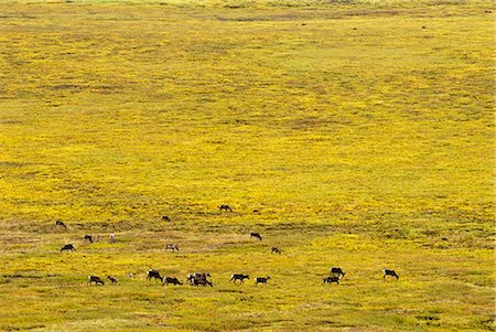 Caribous migrent à travers les portes de l'Arctique Parc National & réserve près de la source de la rivière Alatna, Arctique de l'Alaska, automne Photographie de stock - Rights-Managed, Code: 854-03646029