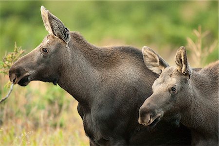 simsearch:854-03646019,k - Profile view of a moose cow and her calf remaining alert during rutting season in Chugach State Park, near Anchorage, Southcentral Alaska, Fall/n Stock Photo - Rights-Managed, Code: 854-03646021