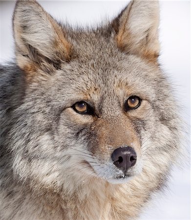 Portrait of a wild Coyote near the Alaska Wildlife Conservation Center, Southcentral Alaska, Winter Stock Photo - Rights-Managed, Code: 854-03646038