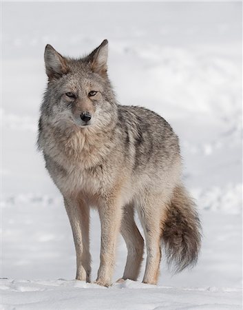 Portrait of a wild coyote near the Alaska Wildlife Conservation Center, Southcentral Alaska, Winter Stock Photo - Rights-Managed, Code: 854-03646039