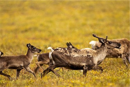 simsearch:854-05974213,k - A group of cow and calf caribou migrate through Gates of the Arctic National Park & Preserve in the area near the Alatna River headwaters, Arctic Alaska, Fall Stock Photo - Rights-Managed, Code: 854-03646030