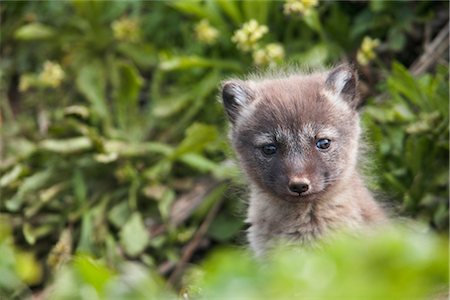 simsearch:854-03646208,k - Close up of an Arctic Fox  pup peeking out from its den, Saint Paul Island, Pribilof Islands, Bering Sea, Southwestern Alaska, Summer Fotografie stock - Rights-Managed, Codice: 854-03646047