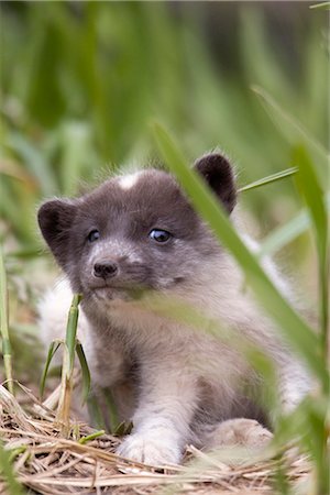 Close up of an Arctic Fox pup peering through grass, Saint Paul Island, Pribilof Islands, Bering Sea, Alaska, Southwestern, Summer Stock Photo - Rights-Managed, Code: 854-03646042