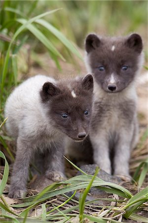 pribilof island - Gros plan des chiots de renard arctique, l'île Saint Paul, îles Pribilof, mer de Béring, en Alaska, du Sud-Ouest, été Photographie de stock - Rights-Managed, Code: 854-03646043