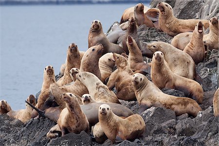 Groupe d'otaries de Steller se rassemblent sur une pose sur une île dans le détroit de Shelikof près de Geographic Harbor, Katmai National Park, au sud-ouest de l'Alaska, été, UICN & ESA espèces menacées d'extinction Photographie de stock - Rights-Managed, Code: 854-03646065
