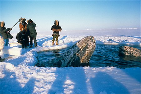 Local Alaskans & News Crews view whales trapped by sea ice through a breathe hole near Point Barrow during the 1988 California Gray Whale Rescue, Arctic Alaska, Winter/n Foto de stock - Con derechos protegidos, Código: 854-03646066