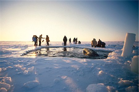 Lokale Alaska & News Besatzungen Ansicht Wale gefangen von Meereis durch ein Loch atmen in der Nähe von Point Barrow während 1988 Kalifornien Grauwal Rettung, Arktische Alaska Winter/n Stockbilder - Lizenzpflichtiges, Bildnummer: 854-03646067