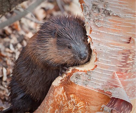 Close up view of a beaver gnawing on a birch tree near Potter Marsh, Anchorage, Southcentral Alaska, Fall Foto de stock - Direito Controlado, Número: 854-03646061
