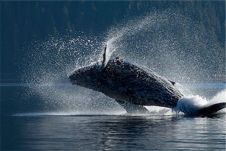 powerful (animals) - Humpback Whale breaching in the waters of the Inside Passage, Southeast Alaska, Summer Stock Photo - Rights-Managed, Code: 854-03646074