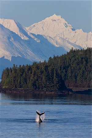 simsearch:854-03645971,k - Humpback Whale slaps its flukes on the surface near Benjamin Island in Lynn Canal with the snow covered peaks of the Chilkat Mountains in the background, Southeast Alaska, Winter, COMPOSITE Foto de stock - Con derechos protegidos, Código: 854-03646075