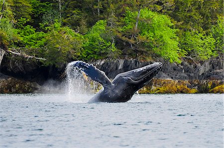 simsearch:854-03361982,k - Humpback whale breaching off the coast of Jenny Island in Prince William Sound, Southcentral Alaska, Summer Stock Photo - Rights-Managed, Code: 854-03646079