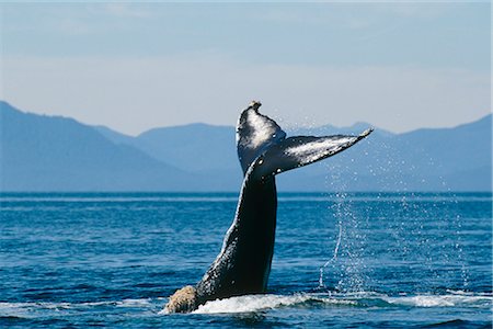 frederick sound - Humpback Whale Tail in Frederick Sound, Inside Passage, Southeast Alaska, Summer Stock Photo - Rights-Managed, Code: 854-03646070