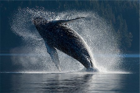 Humpback Whale breaching in the waters of the Inside Passage, Southeast Alaska, Summer Stock Photo - Rights-Managed, Code: 854-03646071