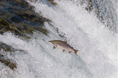 saumon (animal) - Saumon rouge saute Brooks Falls, Katmai National Park, sud-ouest de l'Alaska, l'été Photographie de stock - Rights-Managed, Code: 854-03646088