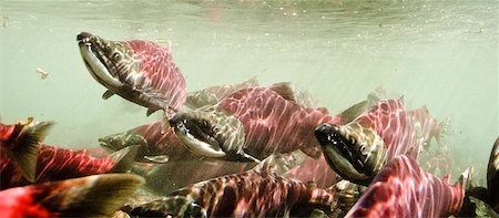 simsearch:854-02955393,k - Underwater view of a school of Sockeye Salmon arriving on spawning grounds in Power Creek, Copper River Delta, Prince William Sound, Southcentral Alaska Stock Photo - Rights-Managed, Code: 854-03646089