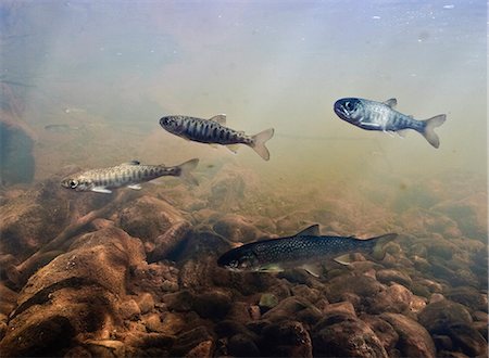 Coho fry and Dolly Varden with parr marks swim in tannin stained 18-Mile Creek, Copper River Delta, Prince William Sound, Southcentral Alaska Foto de stock - Con derechos protegidos, Código: 854-03646094