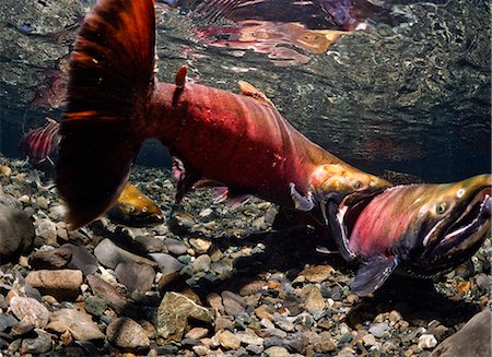 Coho mâles se disputent agressivement les femelles en puissance ruisseau, Delta de la Copper River près de Cordova et Prince William Sound, centre-sud de l'Alaska Photographie de stock - Rights-Managed, Code: 854-03646095