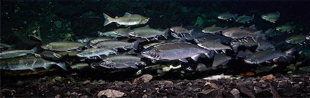 fish underwater school - Dolly Varden char with Pink salmon and Coho salmon schooling in pool on spawning grounds, Hartney Creek, Orca Inlet, Prince William Sound, Southcentral Alaska Stock Photo - Rights-Managed, Code: 854-03646098